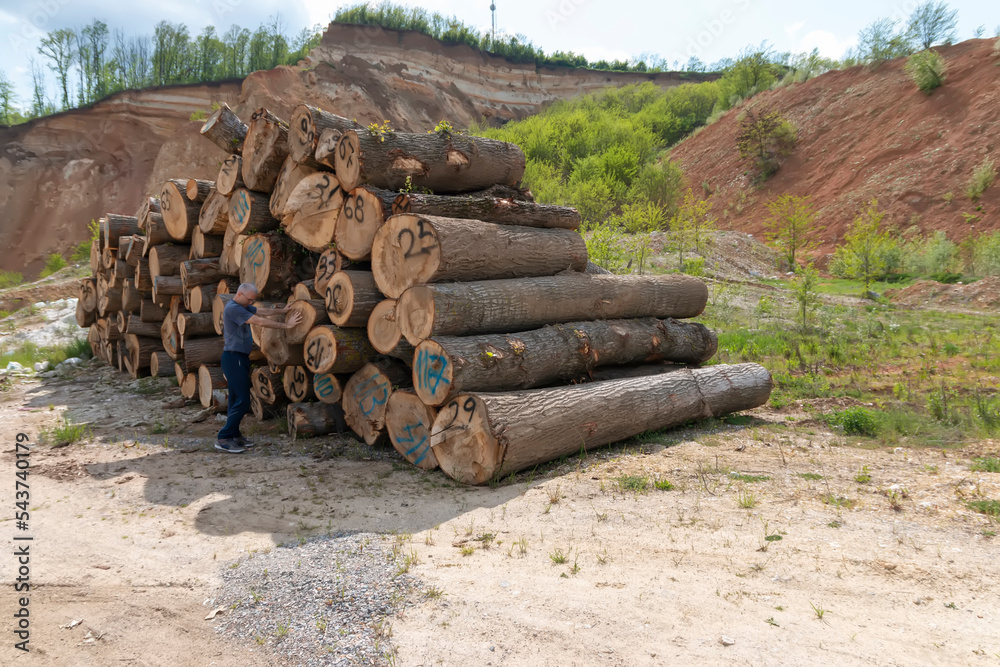 Stacks of cut wood. Deforestation forest and Illegal logging. Wood logs