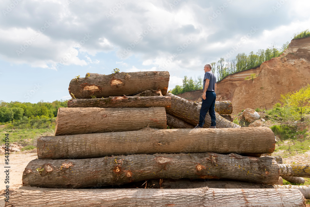 Stacks of cut wood. Deforestation forest and Illegal logging. Wood logs