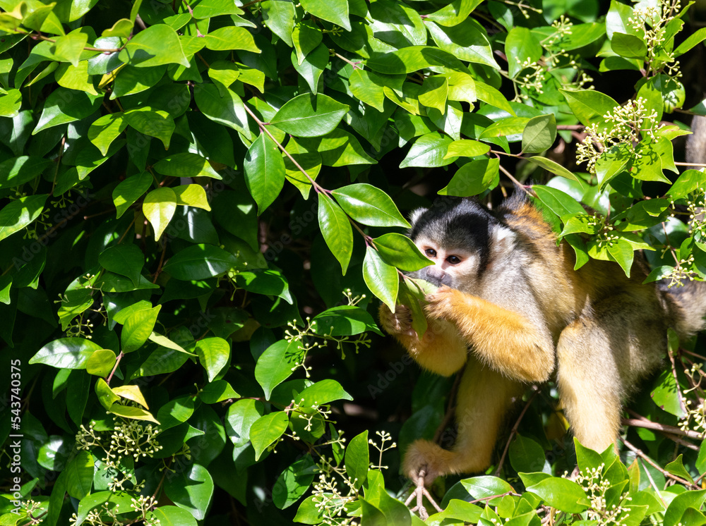 Obraz premium Black-capped squirrel monkey (Saimiri boliviensis)