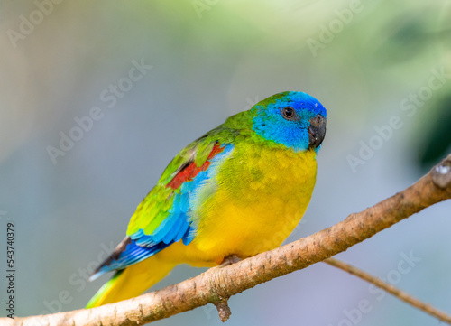 Turquoise parrot (Neophema pulchella)