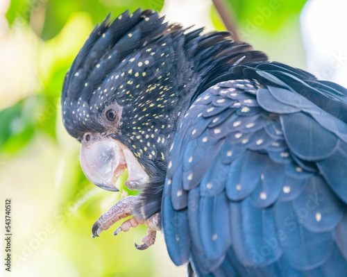 Red-tailed black cockatoo (Calyptorhynchus banksii) photo