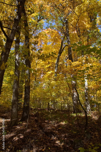 A path in Autumn season with Autumn trees