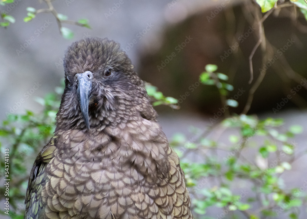 Fototapeta premium kea (Nestor notabilis)