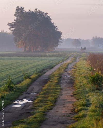 morning in the field