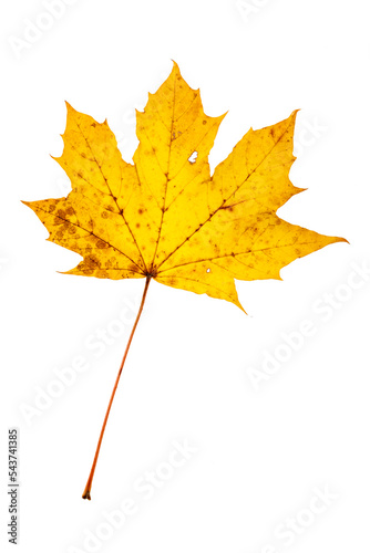 yellow autumn maple leaf isolated on white background