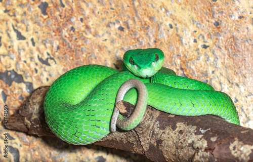 Horned kufiya. Protobothrops cornutus. Close-up. photo