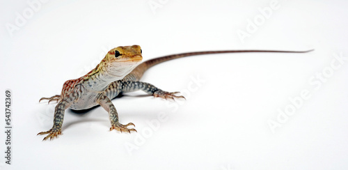 Trauerwaran // Black-headed monitor, black-tailed monitor (Varanus tristis orientalis) photo