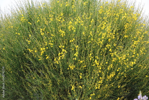 Large yellow flowering gorse bush, Italy  photo