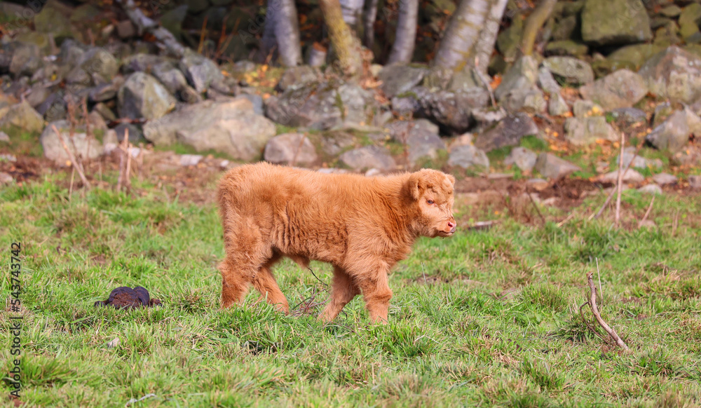 Highland cattle are a Scottish breed of cattle with long horns and long wavy coats which are colored black, brindled, red, yellow or dun Highland cattle are a Scottish breed of cattle with long horns and long wavy coats which are colored black, brindled, red, yellow or dun