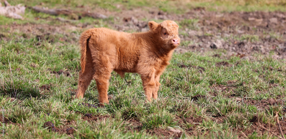 Highland cattle are a Scottish breed of cattle with long horns and long ...