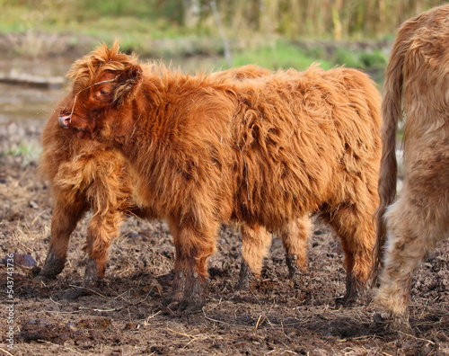 Highland cattle are a Scottish breed of cattle with long horns and long wavy coats which are colored black, brindled, red, yellow or dun photo