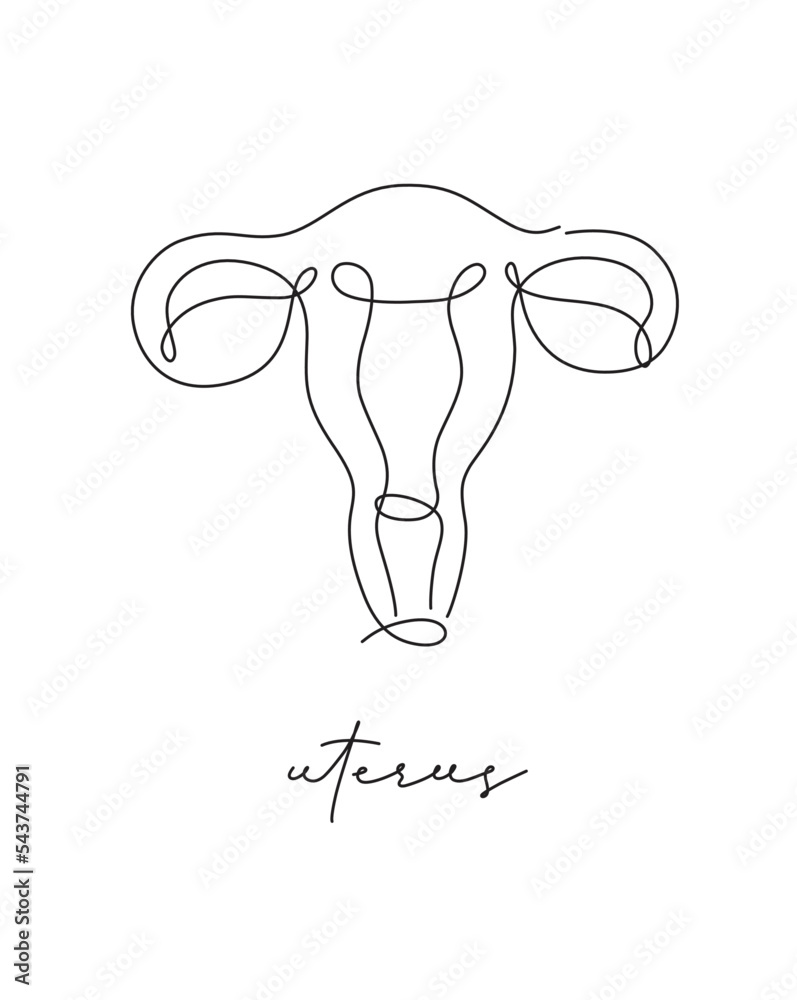 Pen line poster uterus drawing in pen line style on white background