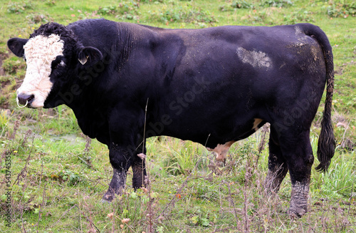 Simmental  bull is one of the oldest and most recognized cattle breeds that also goes by the names of Swiss Fleckvieh, Pie Rouge, or Simmentaler. This breed usually has a white face  photo