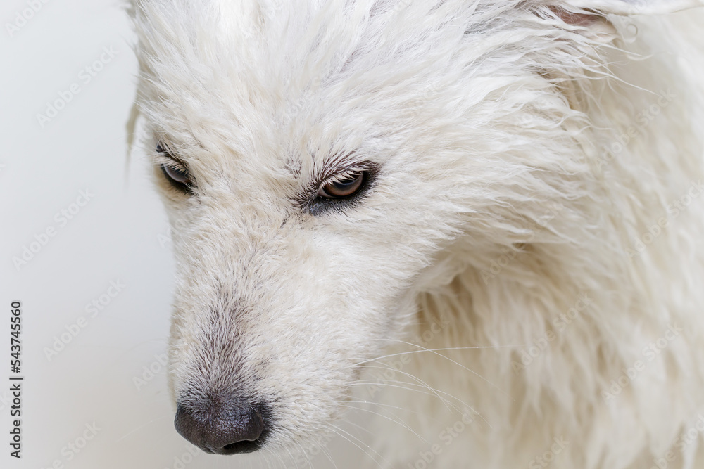 Tired wet samoyed dog in the bath Tired wet samoyed dog in the bath