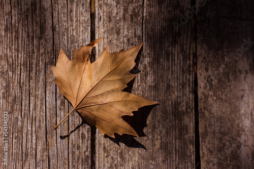Closeup view of a single dry fallen leaf from a plane tree, lying fresh on a wooden table in a sunny autumn day.