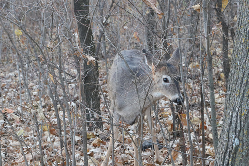 deer in the woods through the trees in the fall