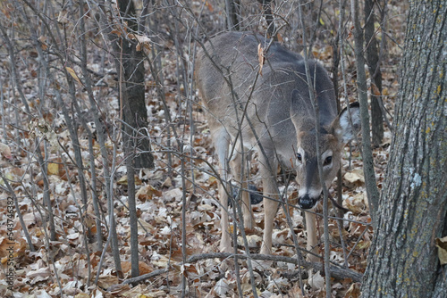 baby deer eating in the woods