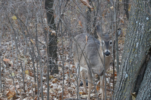 baby deer startled in the woods
