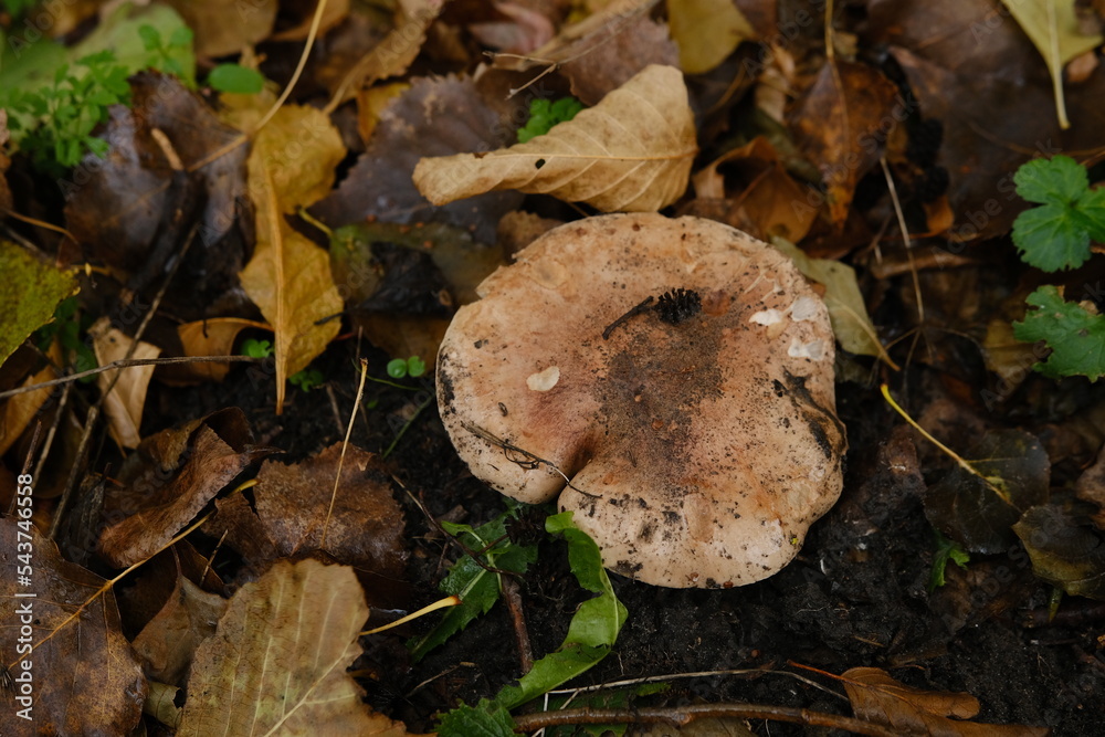 huge mushroom lepista nuda, also clitocybe nuda wood blewit mushroom in the autumn forest day. Mushroomer mushroom in the forest huge mushroom lepista nuda, also clitocybe nuda wood blewit mushroom in the autumn forest day. Mushroomer mushroom in the forest