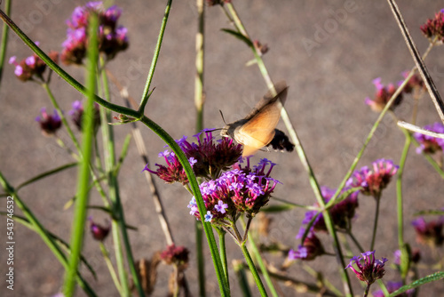 Saint Egreve France 10 2022 picture of a moro sphinx butterfly foraging on a verbena flower photo