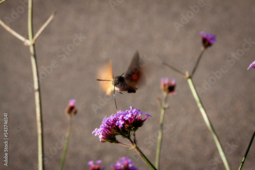 Saint Egreve France 10 2022 picture of a moro sphinx butterfly foraging on a verbena flower