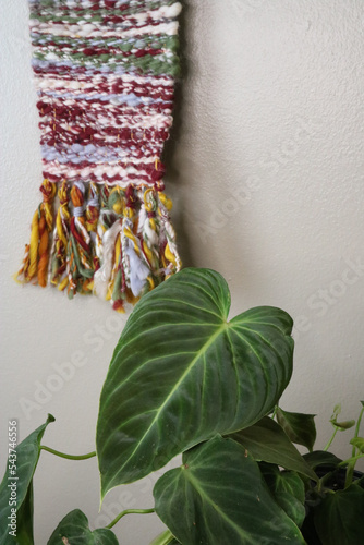 Melanochrysum Philodendron plant with colorful wall art behind