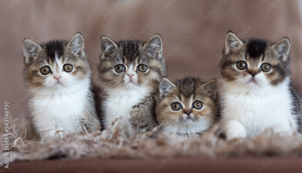 Tabbykitten Britisch Kurzhaar Katzenbaby Tabbykitten Britisch Kurzhaar Katzenbaby