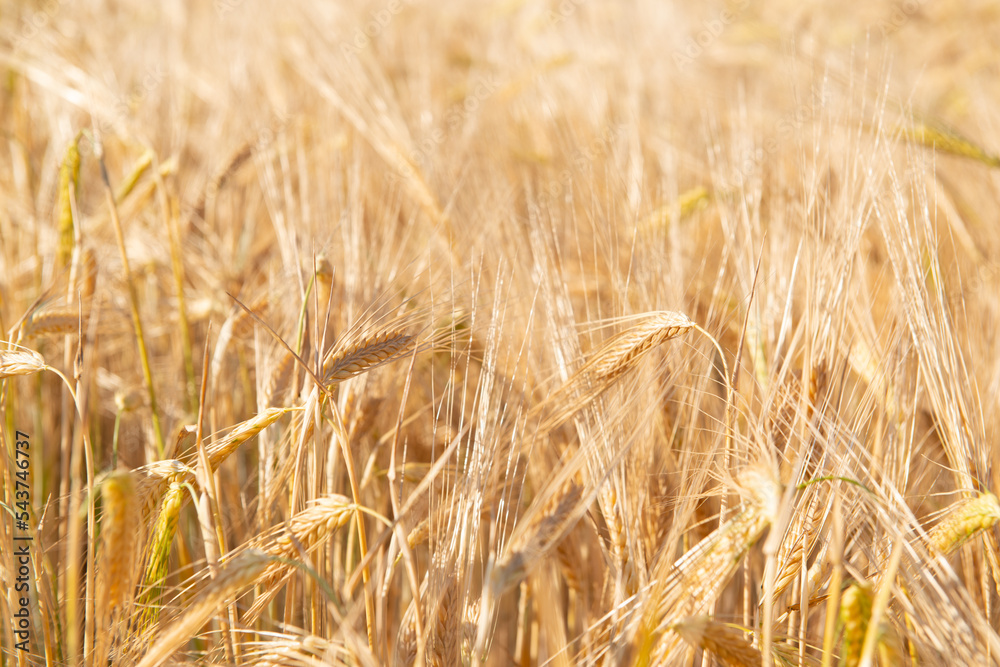 Wheat. Golden field of cereals ready for harvest. Grain crops. Spikelets closeup, sunny June. Important food grains Wheat. Golden field of cereals ready for harvest. Grain crops. Spikelets closeup, sunny June. Important food grains