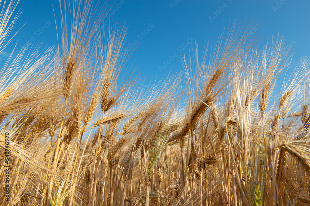 Golden cereals grows in field over bluee sky. Grain crops. Spikelets of wheat, June. Important food grains