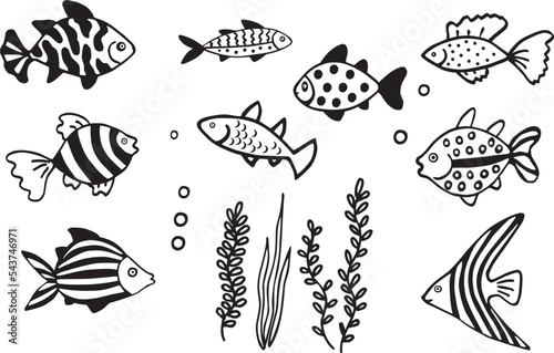 Black and white fish isolated on white background.