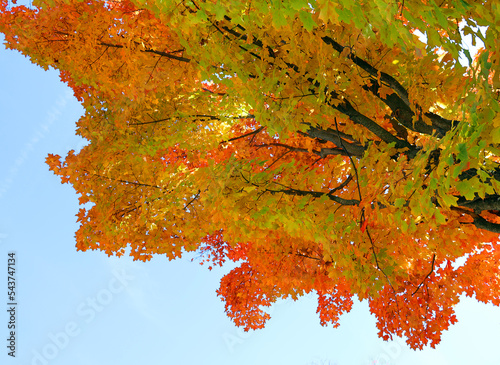 Fall landscape eastern townships Bromont Quebec province Canada