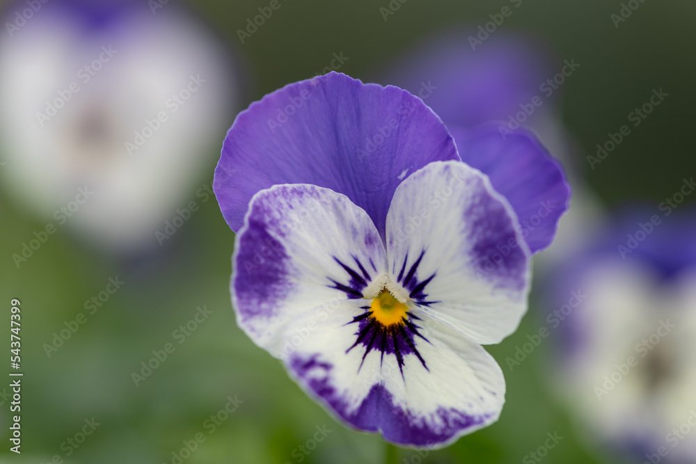 Close up of a sorbet delft blue pansy flower