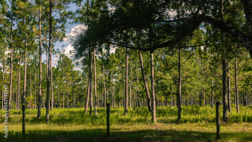 Florida trees and forests