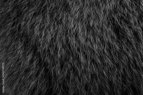 thick fur of a bear skin, processed in black in Photoshop. black hair background.