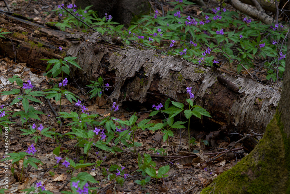 Rotten tree in spring. Rotten tree in spring.