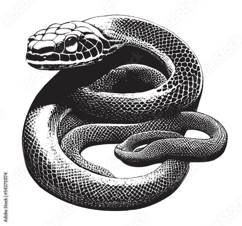 Silhouette snake black and white sketch on a white background.Vector illustration