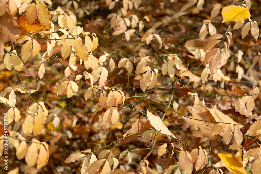 golden leaves background