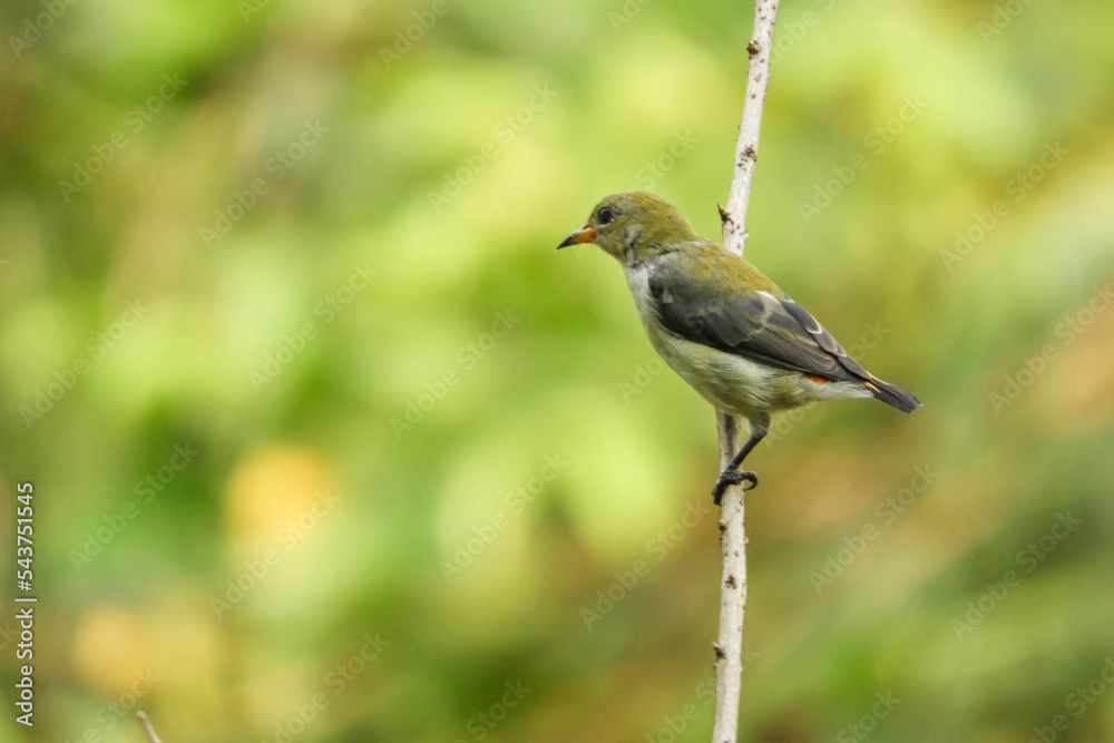 The Scarlet Headed Flowerpecker is a species of bird in the family Dicaeidae, of the genus Dicaeum.  This bird is a type of bird that eats parasites, seeds, small insects