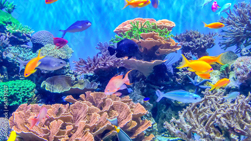 Fototapeta Naklejka Na Ścianę i Meble -  Coral reef aquarium with small  fishes