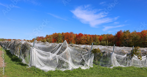 Anti bird netting to stop birds damaging on vineyard in falll time in Waterloo  photo