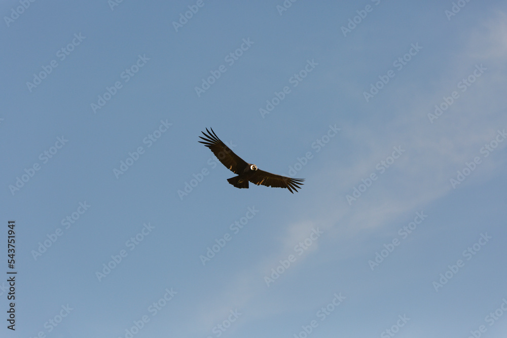Condor Condor