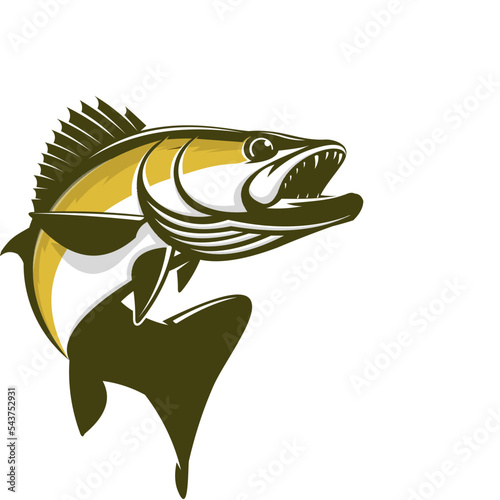 Walleye Fishing Logo illustration. Unique and fresh walleye zander fish jumping out of the water. Great to use as your walleye fishing activity.  photo