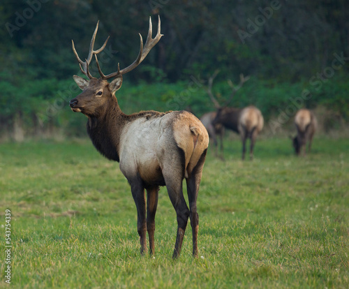 Beautiful Roosevelt elk bull in North Bend  WA 