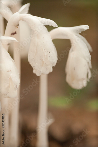 Beautiful bunch of white indian pipes (Monotropa uniflora) against a blurry background. Group of ghost pipes Monotropa uniflora plants in the woods.