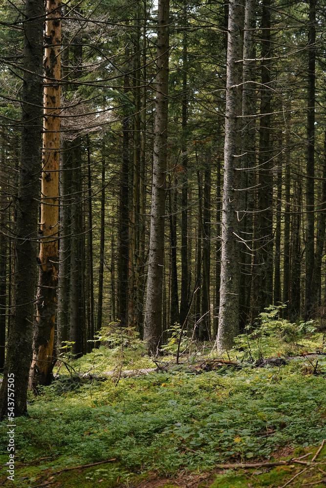 vertical image of empty pine trees in the forest growing among green grass. the concept of illegal logging, preservation of biodiversity and love for nature