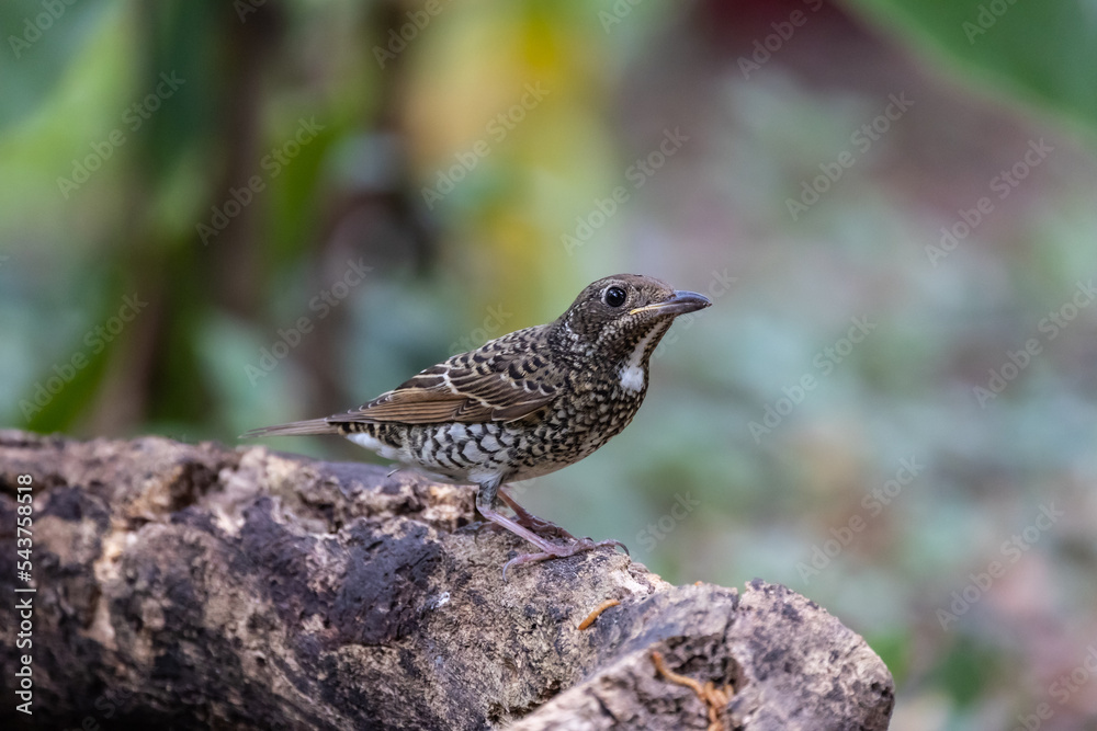 White throated rock thrush during migrating season
