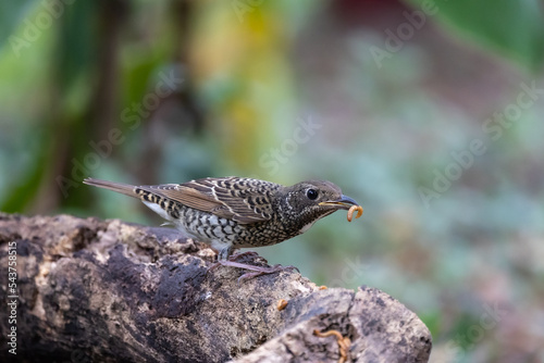 White throated rock thrush during migrating season