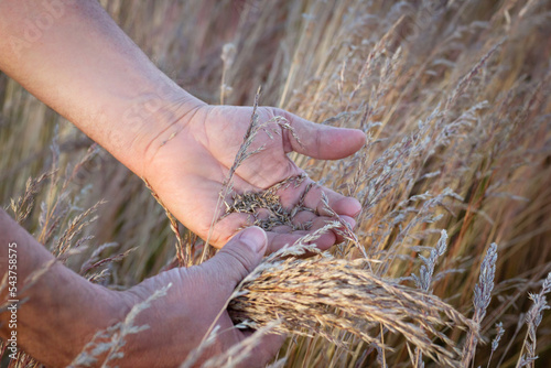 Farmer is collecting with hands ripe fescue seeds in the field. photo