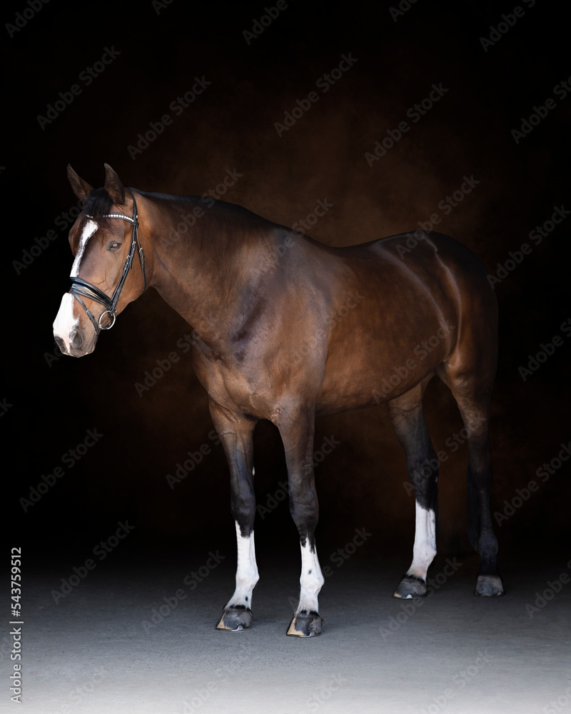 Portrait of a bay brown horse, full body with white socks wearing a bridle  on a painterly abstract background Photos | Adobe Stock