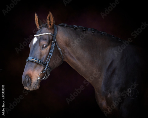 Photo Portrait of a bay brown horse wearing a bridle headshot on a plum maroon painter